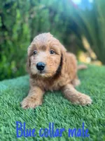 Milo, a male Miniature Goldendoodle for sale in Bakersfield, CA – 5 of 5