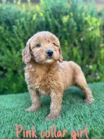 Luna , a female Miniature Goldendoodle for sale in Bakersfield, CA – 3 of 4