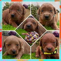 Luna , a female Miniature Goldendoodle for sale in Bakersfield, CA – 4 of 4