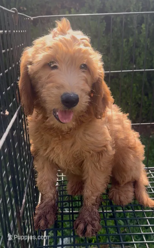 Max – Goldendoodle puppy for sale in Bakersfield, CA