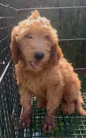Max, a male Goldendoodle for sale in Bakersfield, CA – 1 of 1