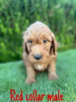 Rex , a male Miniature Goldendoodle for sale in Bakersfield, CA – 3 of 4