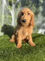 Mia, a female Miniature Goldendoodle for sale in Bakersfield, CA – 3 of 6