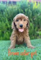 Milly , a female Miniature Goldendoodle for sale in Bakersfield, CA – 3 of 4