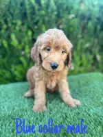 Milo, a male Miniature Goldendoodle for sale in Bakersfield, CA – 2 of 5
