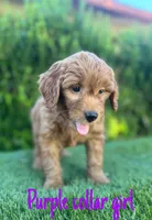 Mia , a female Miniature Goldendoodle for sale in Bakersfield, CA – 2 of 4