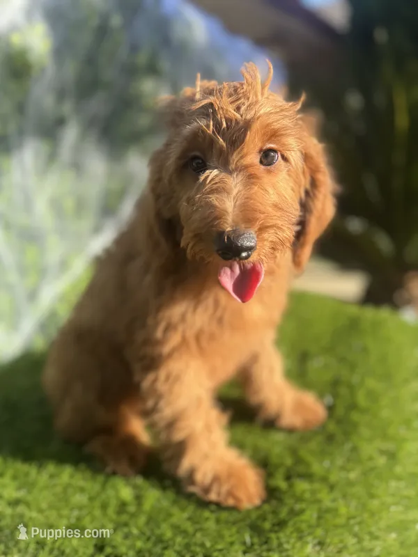 Grace  – Miniature Goldendoodle puppy for sale in Bakersfield, CA