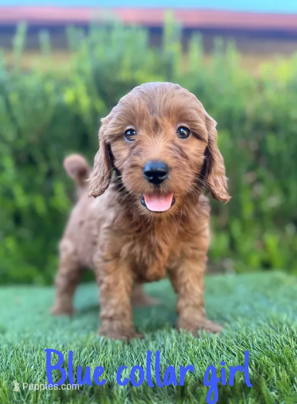 Molly – Miniature Goldendoodle puppy for sale in Bakersfield, CA