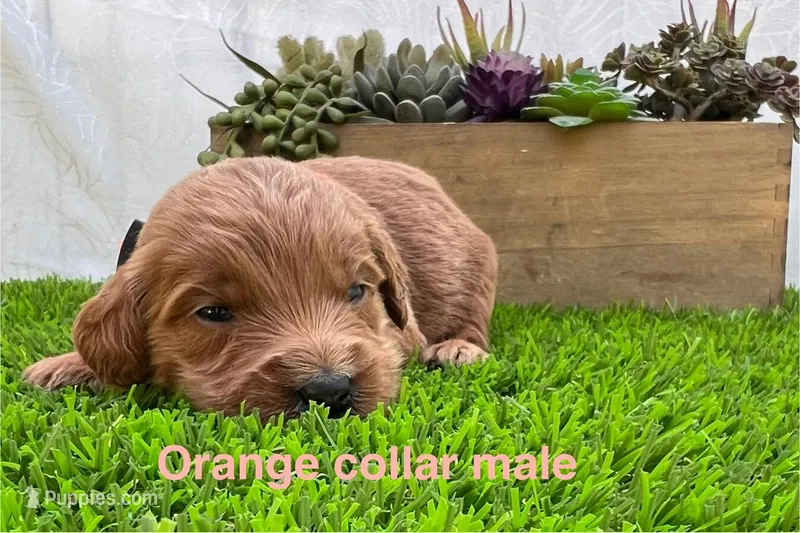 Rex  – Miniature Goldendoodle puppy for sale in Bakersfield, CA