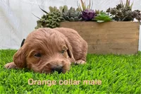 Rex , a male Miniature Goldendoodle for sale in Bakersfield, CA – 1 of 2