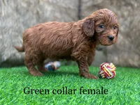3 F1 mini Goldendoodles, a female Miniature Goldendoodle for sale in Bakersfield, CA – Photo 3 of 3