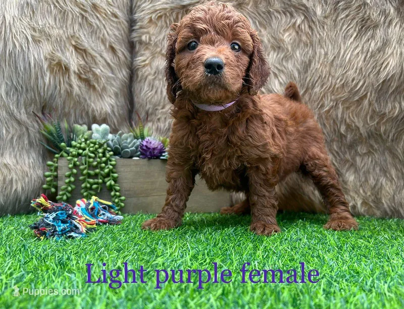 3 F1 mini Goldendoodles