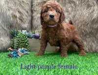 3 F1 mini Goldendoodles, a female Miniature Goldendoodle for sale in Bakersfield, CA – Photo 1 of 3