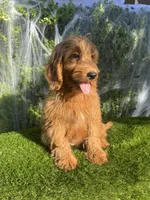 Luna , a female Miniature Goldendoodle for sale in Bakersfield, CA – 6 of 6