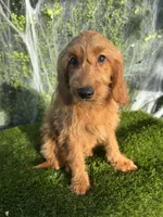 Mia, a female Miniature Goldendoodle for sale in Bakersfield, CA – 5 of 6
