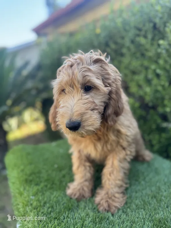 Max – Goldendoodle puppy for sale in Bakersfield, CA
