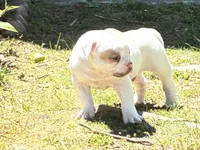 American Bulldog Male #2, a male American Bulldog for sale in Mebane, NC – 5 of 6
