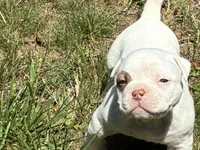 American Bulldog Male, a male American Bulldog for sale in Mebane, NC – 2 of 8