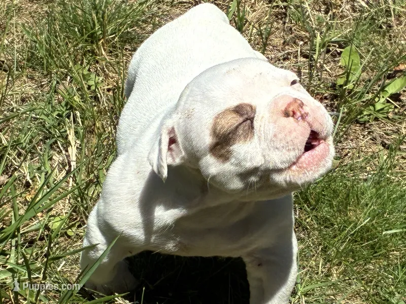 American Bulldog Male – American Bulldog puppy for sale in Mebane, NC