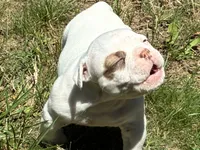 American Bulldog Male, a male American Bulldog for sale in Mebane, NC – 1 of 8