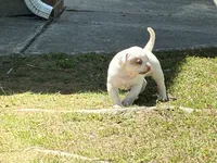 American Bulldog Male #2, a male American Bulldog for sale in Mebane, NC – 3 of 6