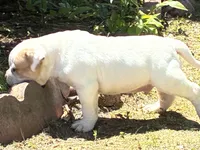 American Bulldog Male #2, a male American Bulldog for sale in Mebane, NC – 6 of 6
