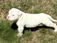 American Bulldog Male, a male American Bulldog for sale in Mebane, NC – 8 of 8