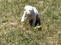 American Bulldog Male, a male American Bulldog for sale in Mebane, NC – 6 of 8