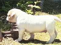 American Bulldog Male #2, a male American Bulldog for sale in Mebane, NC – 4 of 6
