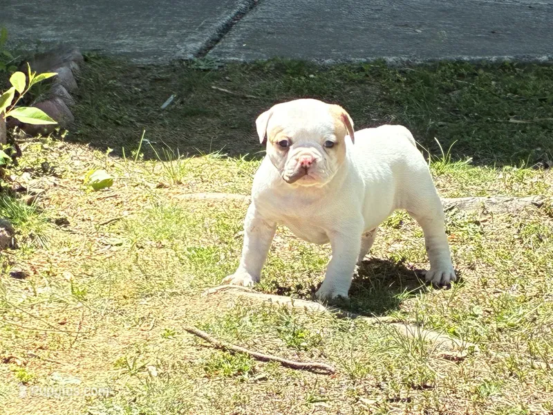 American Bulldog Male #2 – American Bulldog puppy for sale in Mebane, NC