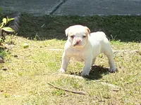 American Bulldog Male #2, a male American Bulldog for sale in Mebane, NC – 1 of 6