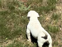 American Bulldog Male, a male American Bulldog for sale in Mebane, NC – 5 of 8