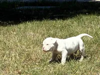 American Bulldog Male, a male American Bulldog for sale in Mebane, NC – 7 of 8