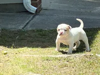 American Bulldog Male #2, a male American Bulldog for sale in Mebane, NC – 2 of 6