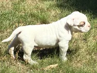 American Bulldog Male, a male American Bulldog for sale in Mebane, NC – 3 of 8