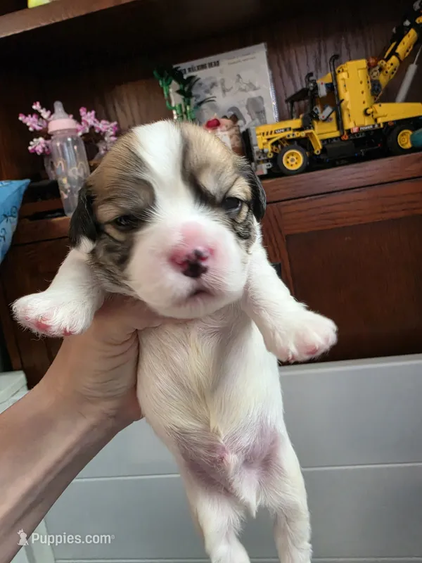 Cavachon/Frenchie puppy – French Bulldog, Cavachon puppy for sale in Crescent City, CA