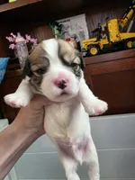 Cavachon/Frenchie puppy, a male French Bulldog and Cavachon for sale in Crescent City, CA – 1 of 1