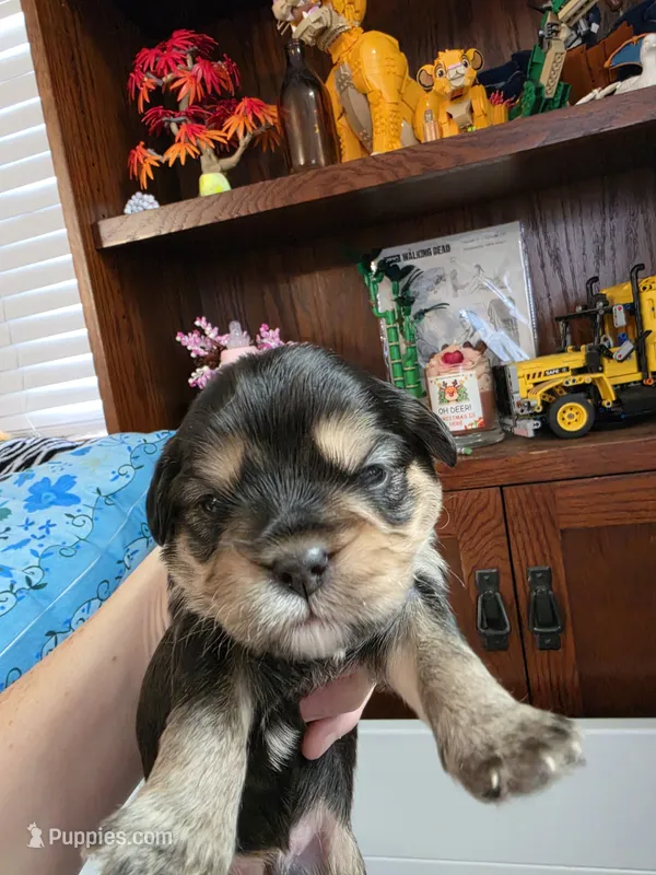 Beans – French Bulldog, Cavachon puppy for sale in Crescent City, CA