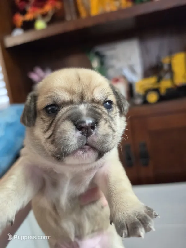 Potato – French Bulldog, Cavachon puppy for sale in Crescent City, CA