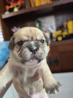 Potato, a male French Bulldog and Cavachon for sale in Crescent City, CA – 1 of 1