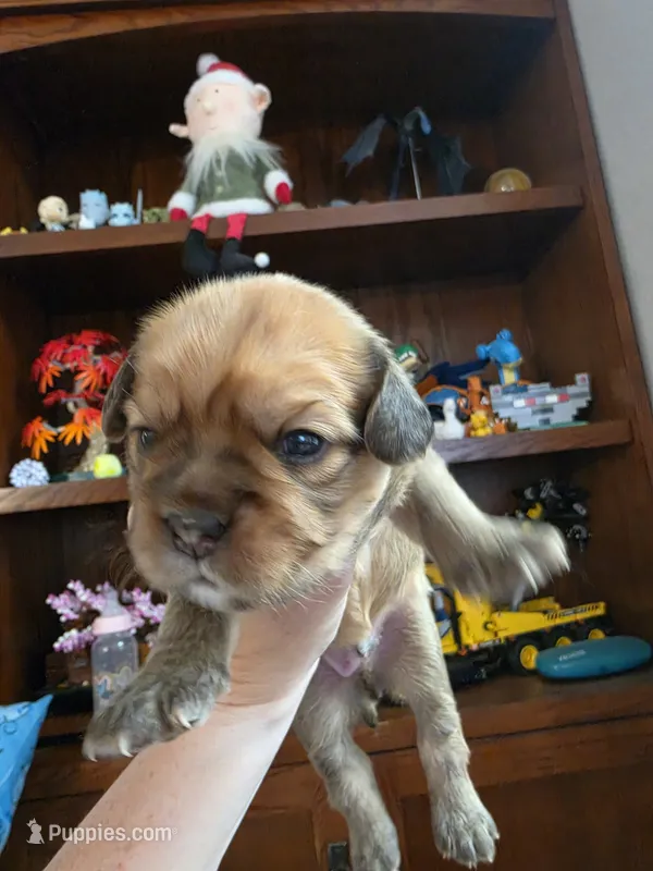 Toast – French Bulldog, Cavachon puppy for sale in Crescent City, CA