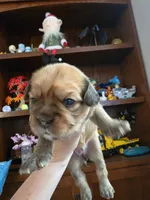 Toast, a male French Bulldog and Cavachon for sale in Crescent City, CA – 1 of 1