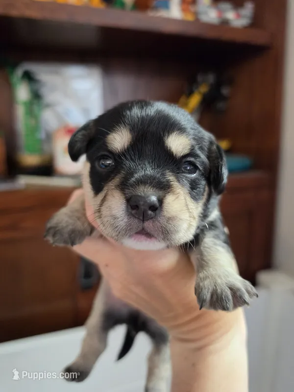 Oreo – French Bulldog, Cavachon puppy for sale in Crescent City, CA