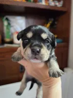 Oreo, a male French Bulldog and Cavachon for sale in Crescent City, CA – 1 of 1