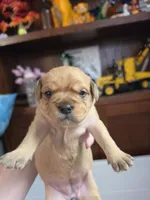 Little girl, a female French Bulldog and Cavachon for sale in Crescent City, CA – 1 of 1