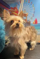 Mia, a female Yorkshire Terrier for sale in Keithville, LA – Photo 5 of 6