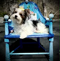 Mia, a female Yorkshire Terrier for sale in Keithville, LA – Photo 6 of 6