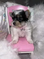 Mia, a female Yorkshire Terrier for sale in Keithville, LA – Photo 2 of 6