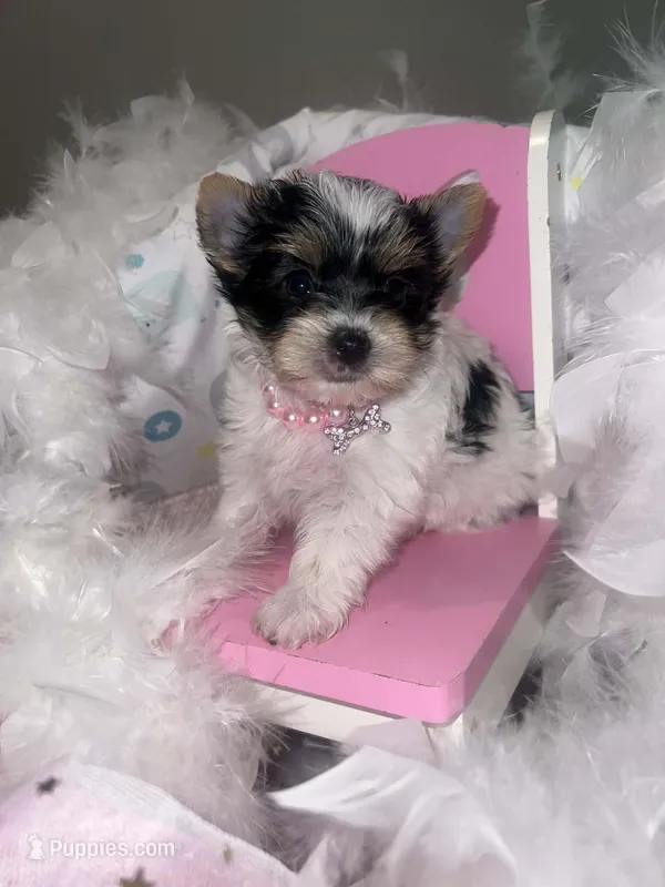 Mia – Yorkshire Terrier puppy for sale in Keithville, LA