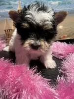 Mia, a female Yorkshire Terrier for sale in Keithville, LA – Photo 4 of 6